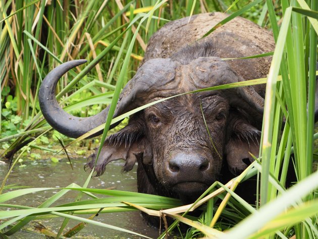 Klein maar fijn: Lake Manyara National Park!