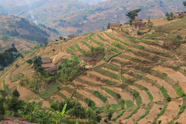 terrasvelden in Rwanda