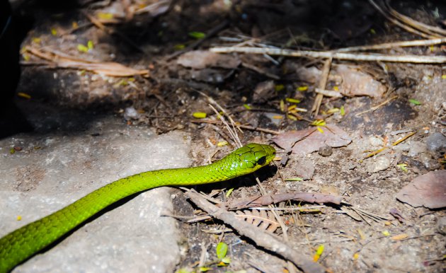 Groene boomslang als maatje