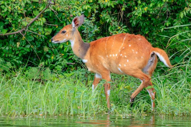 Lake Mburo N.P