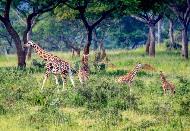 Giraffen met jongen