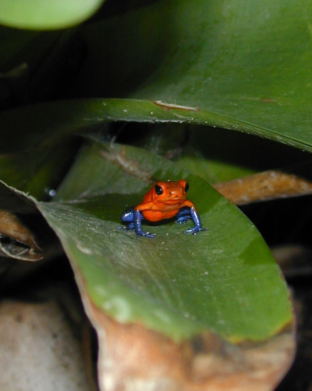 Blue jeans frog