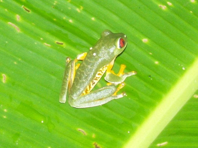 redeye frog