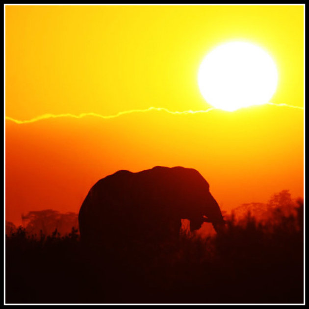 zonsopgang en olifant