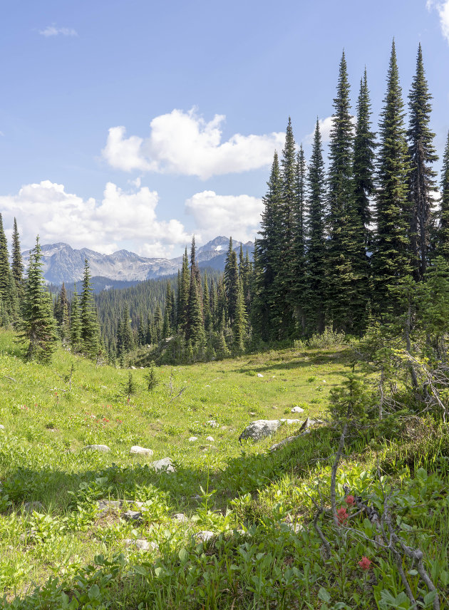 Mt. Revelstoke National Park