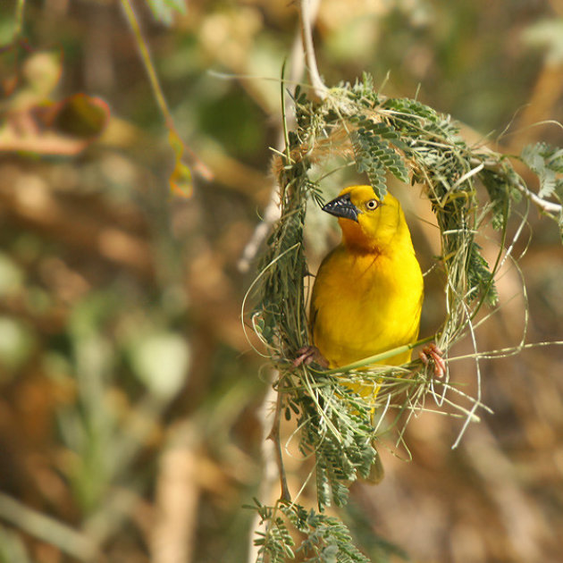 Golden Weaver