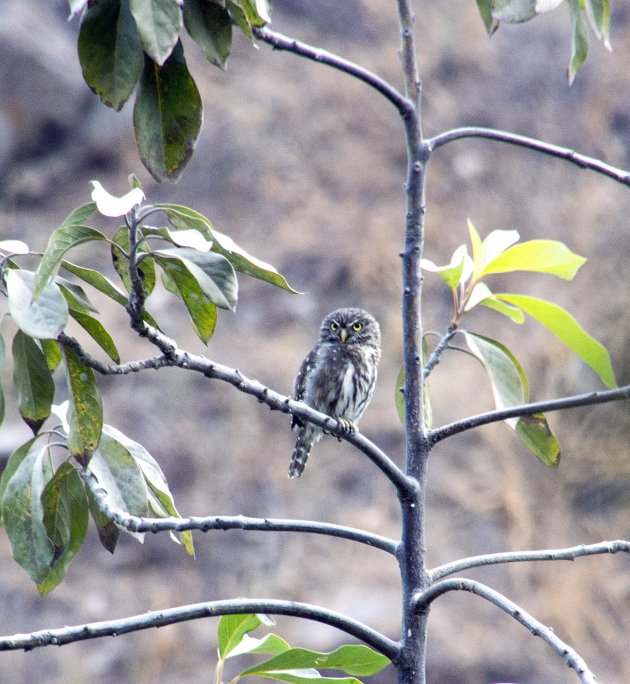 Vogels kijken in Santa Eulalia Canyon