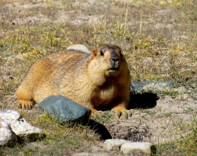 marmot