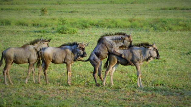 Zwart Wilde beest