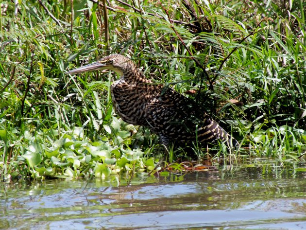 Tijger reiger