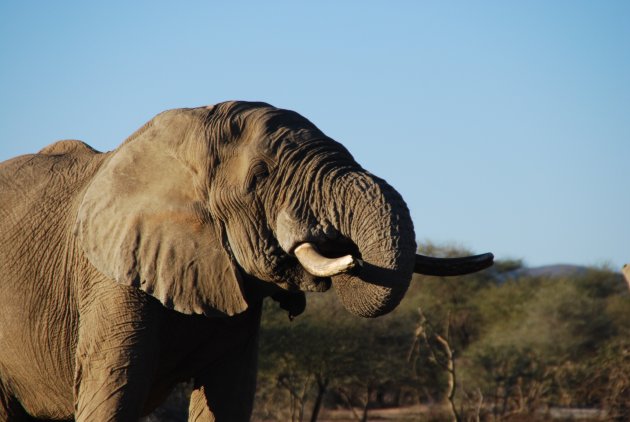 Olifant in de tuin