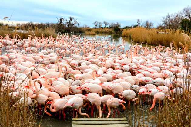 Ornithologisch park bezoeken