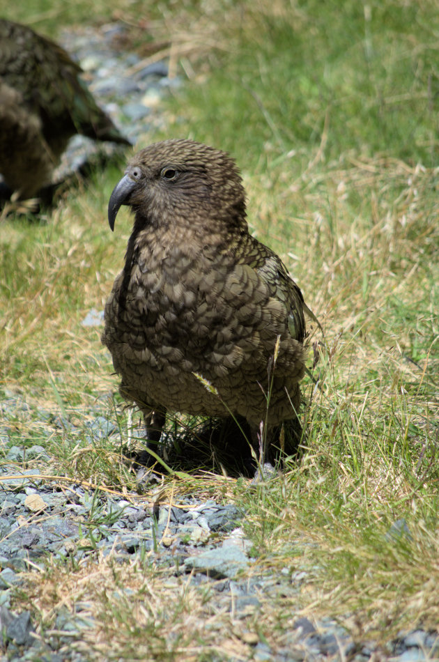 Kea