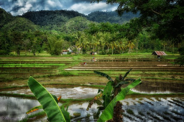 met de scooter over Bohol