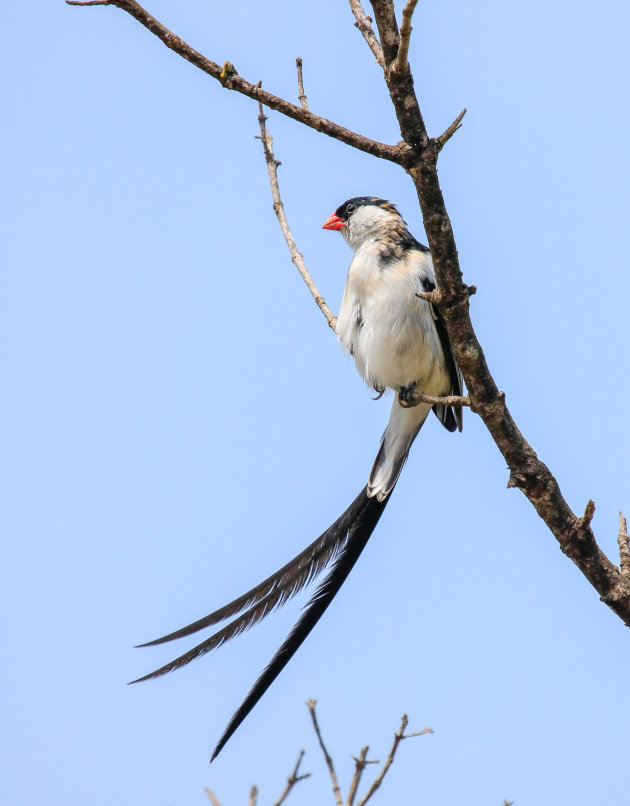 Pin-Tailed Whydah