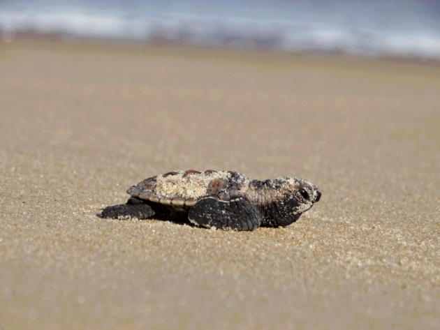 Lange weg naar de zee