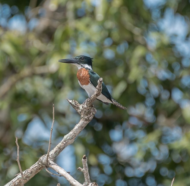 Ijsvogel