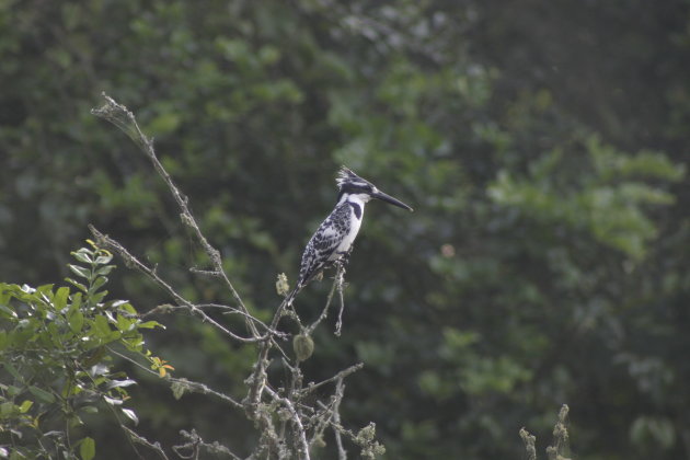 Kingfisher