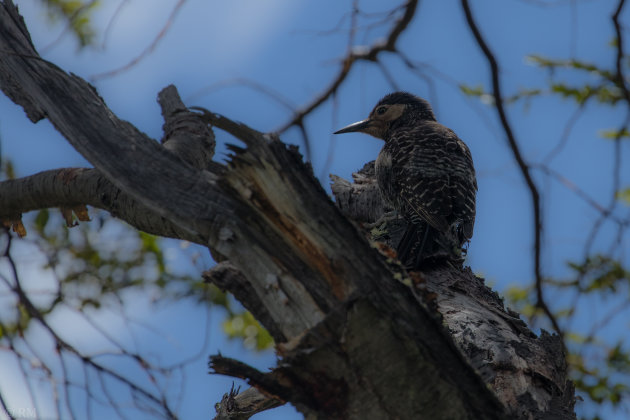 Grondspecht in de boom