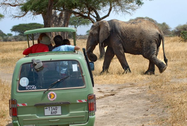 Safari uit de oude doos