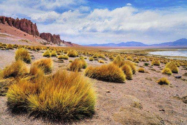 Salar de Tara