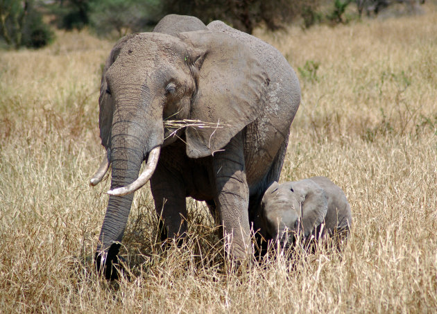 Uit de oude doos in Tarangire