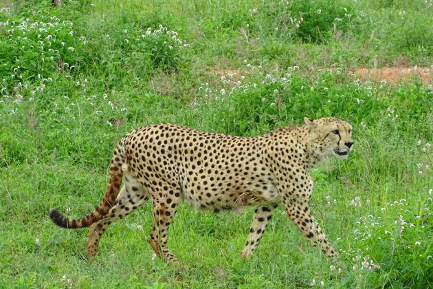 Cheeta