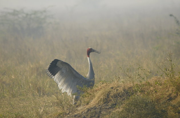 In de mist