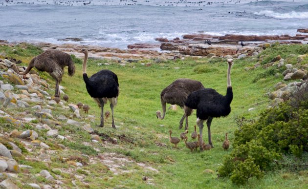 Familie Struisvogel