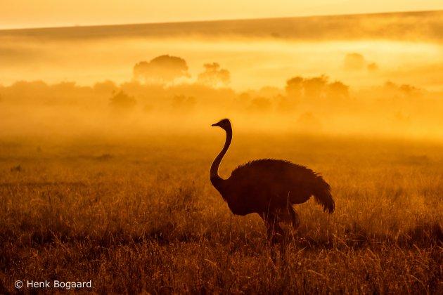 Struisvogel bij zonsopkomst in de Masai Mara