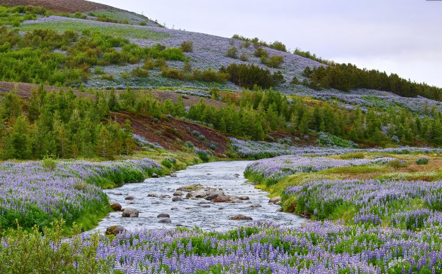 Lupines en nog eens lupines.