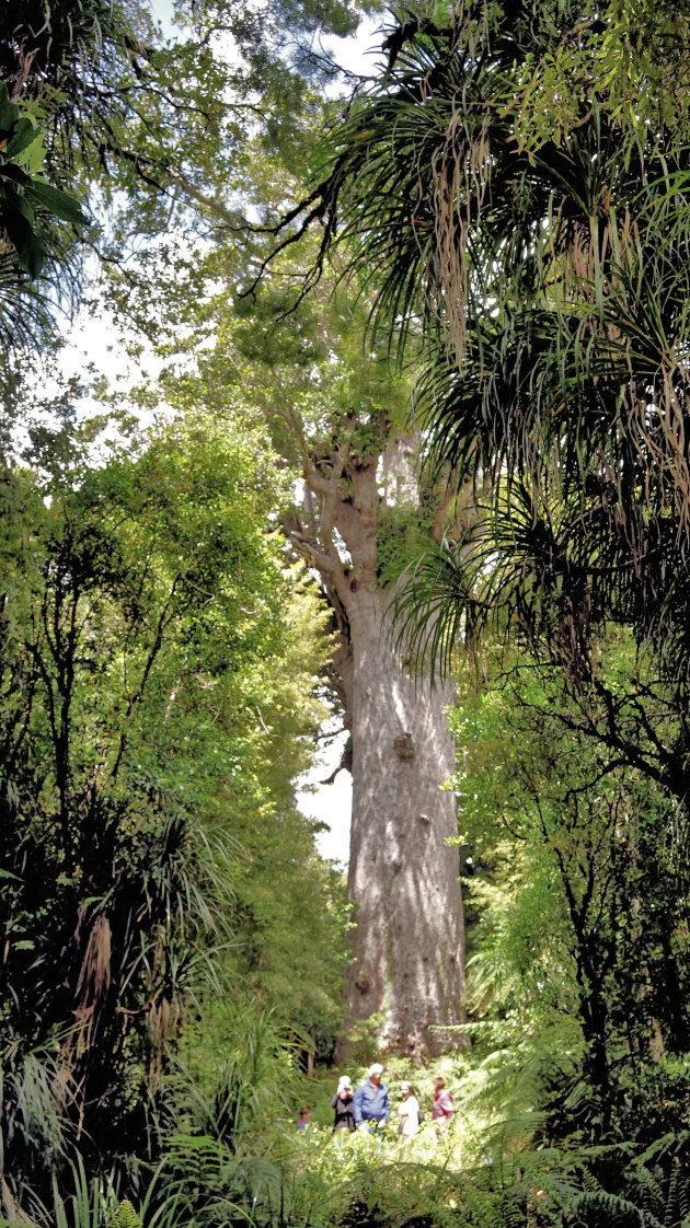 De oude reus Tane Mahuta