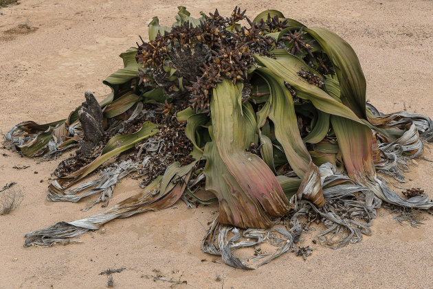 Welwitschia Mirabilis