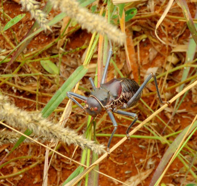 Armoured Bush Cricket