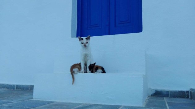 Katten op Sifnos