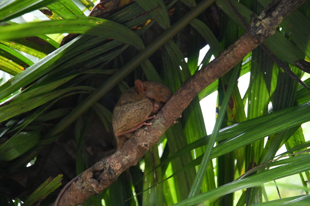 Tarsier aapje