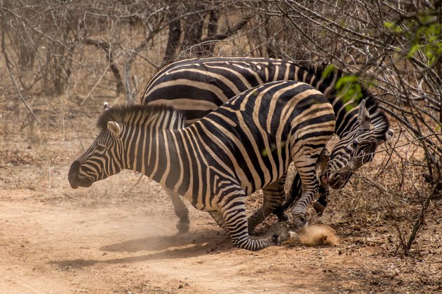 Vechtende zebra's