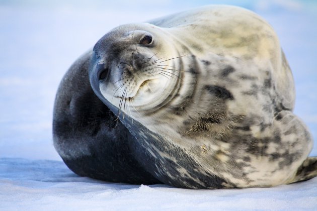 Fauna op Antarctica