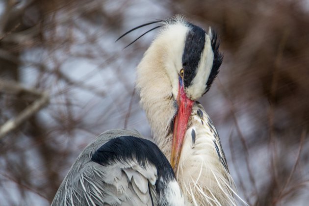 Een reiger in de broedperiode