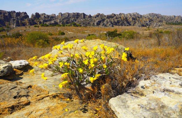 Pachypodium Rosulatum