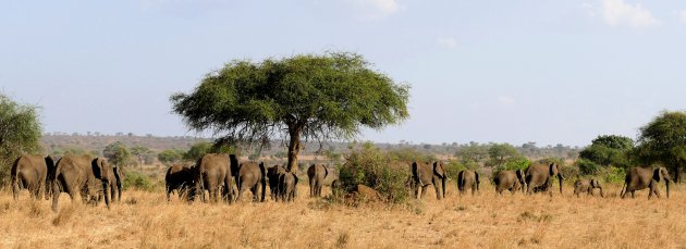 Kidepo nationaal park