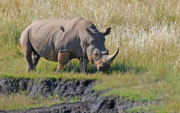 Neushoorn op zoek naar water!