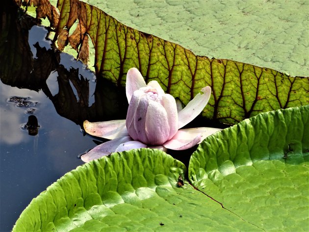 Bloem van de reuzenwaterlelie.