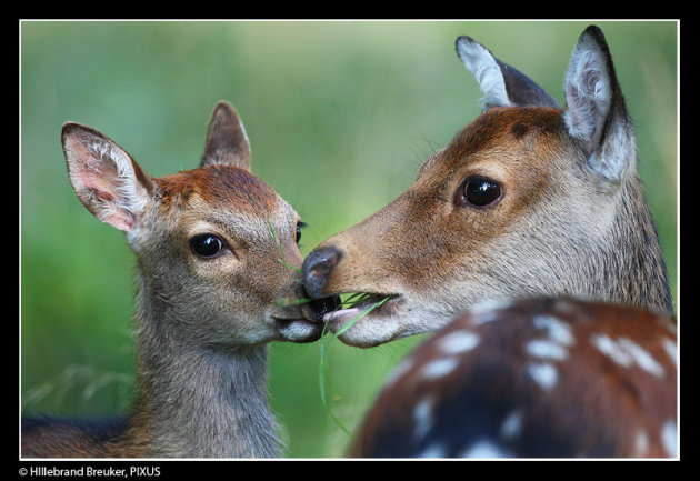 The Kiss