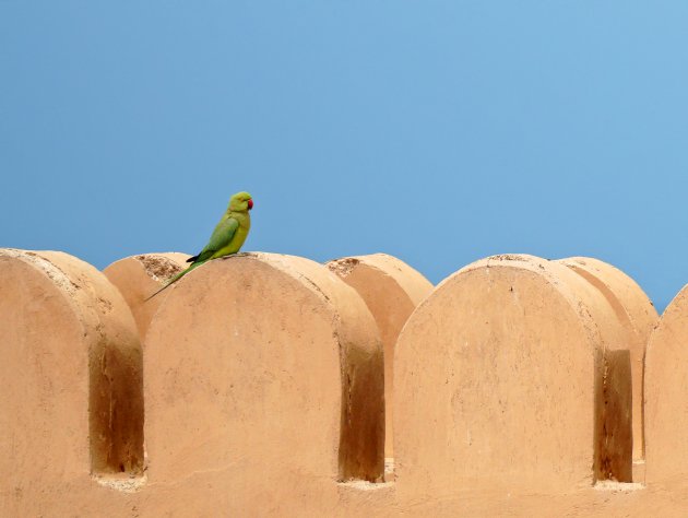 Papegaaien in Oman
