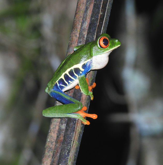 De groene roodoog boomkikker. Ook wel de Gaudy Leaf Frog