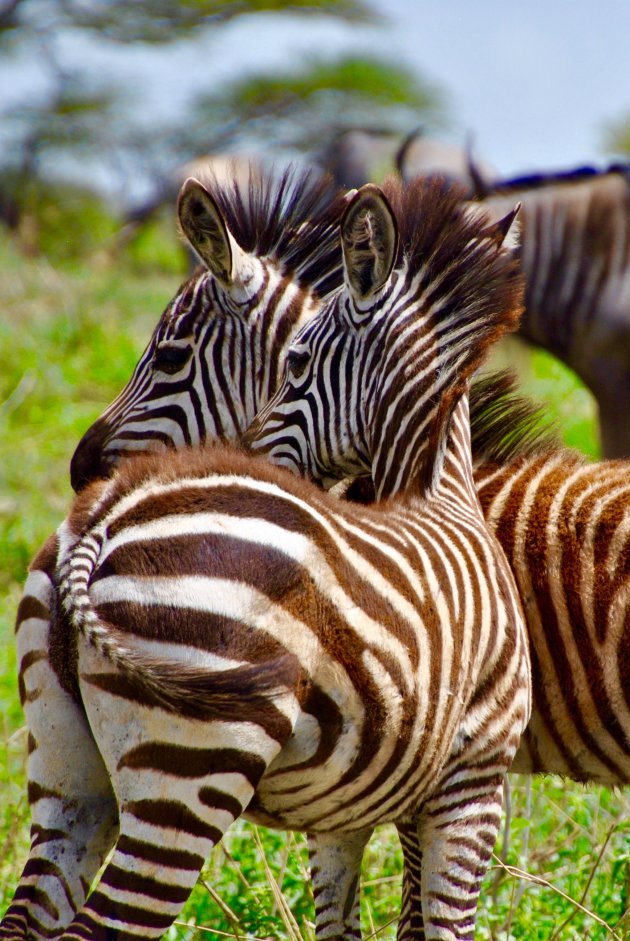 zebra's