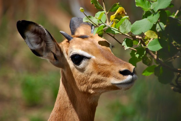 portret in Tarangire NP