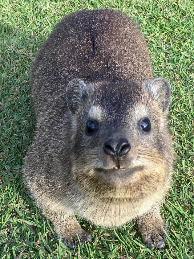 Dassie