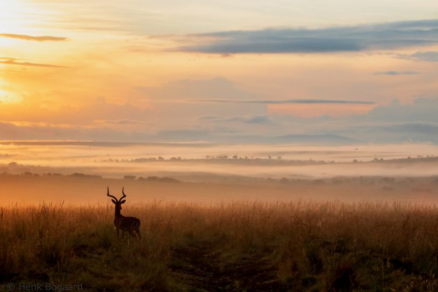 Mist over de savanne van de Masai Mara bij zonsopkomst